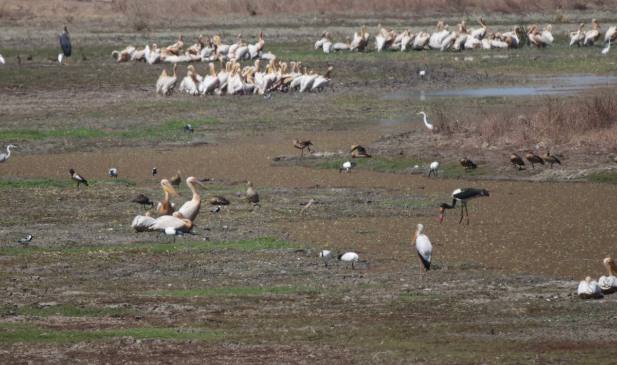 Great White Pelican - ML657615699
