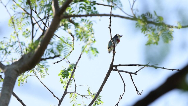 Coppersmith Barbet - ML657616325