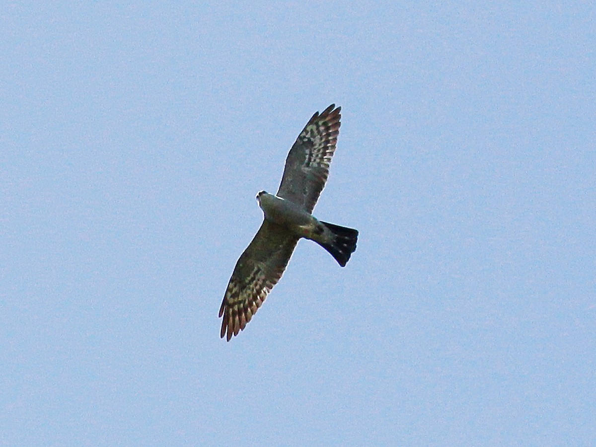 Mississippi Kite - ML657616613