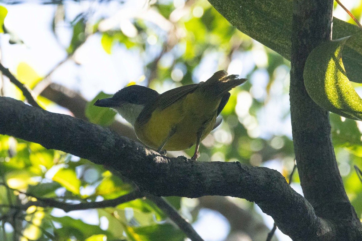 Vanuatu Whistler - ML657616821