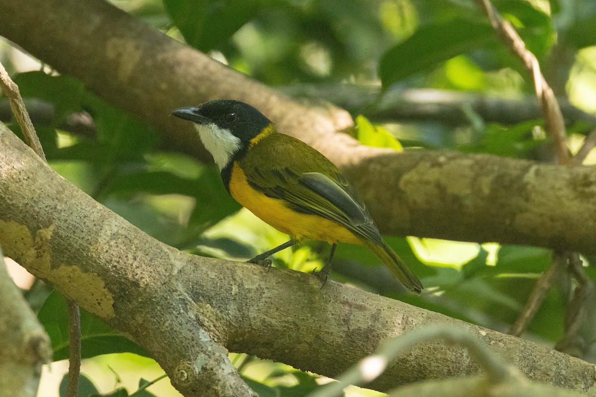 Vanuatu Whistler - ML657616822