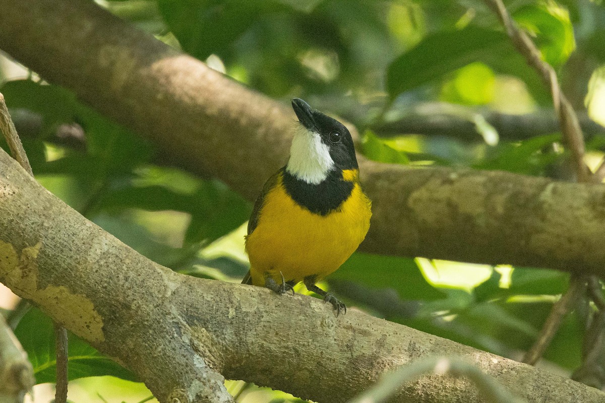 Vanuatu Whistler - ML657616823