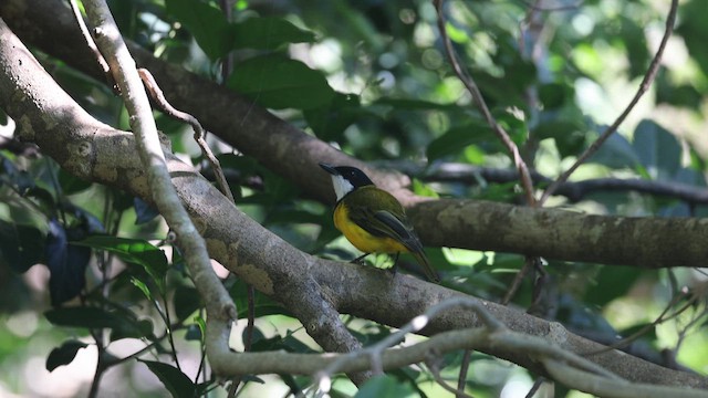 Vanuatu Whistler - ML657616826