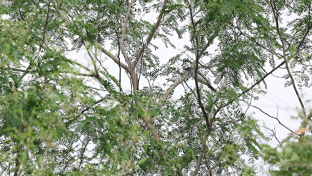Indian Cuckooshrike - ML657616881