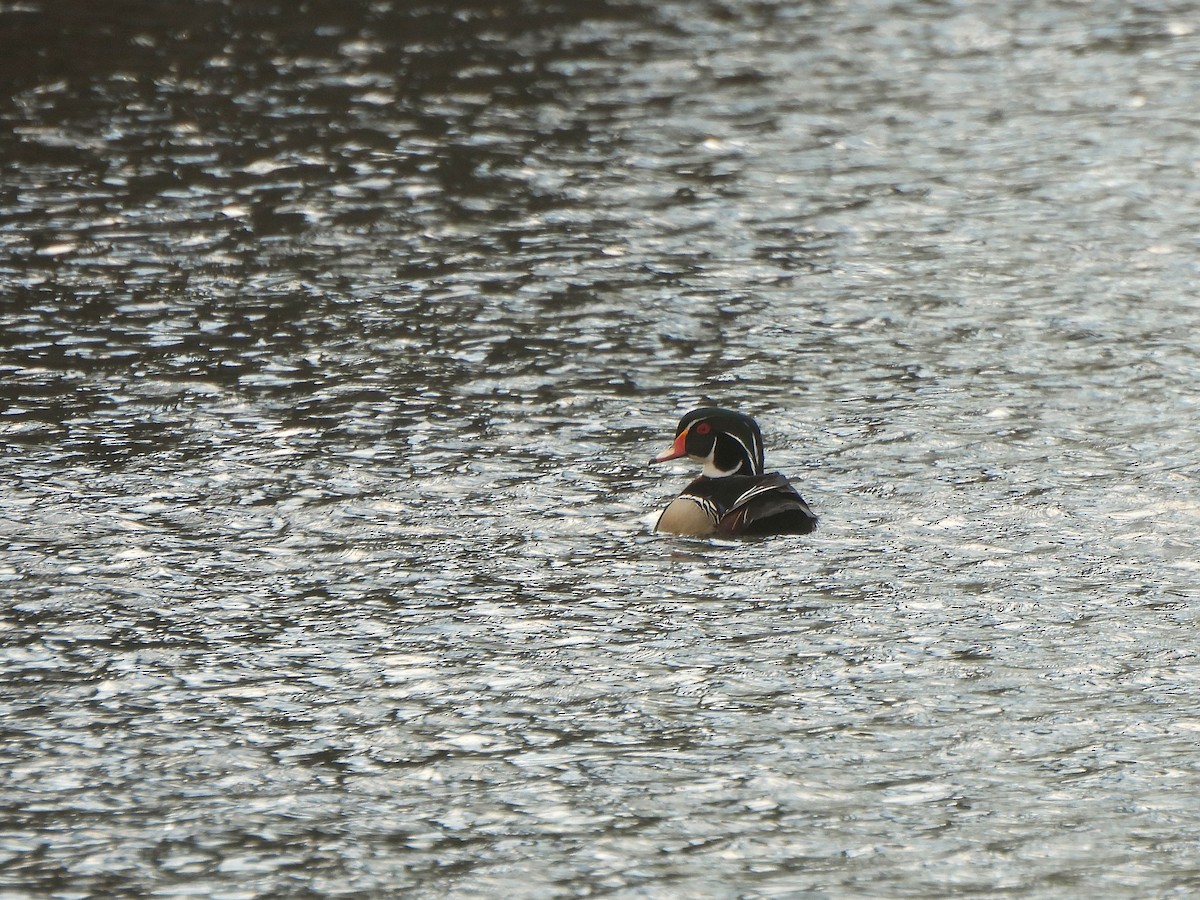 Wood Duck - ML657617003