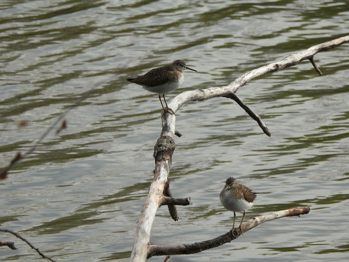 Solitary Sandpiper - ML657617024