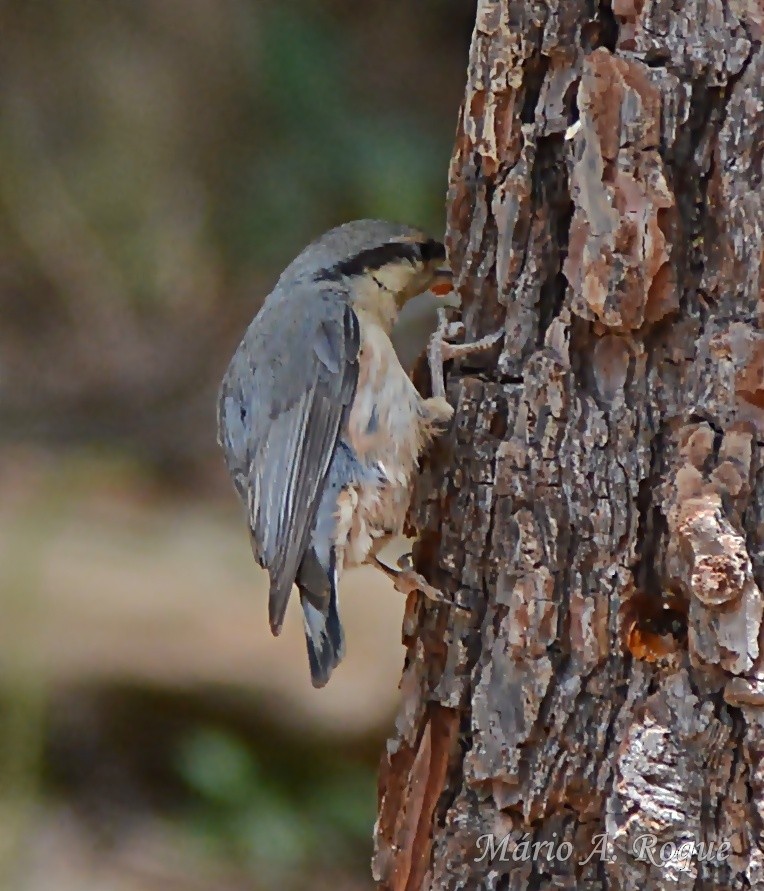Garrapo eurasiarra - ML657617053