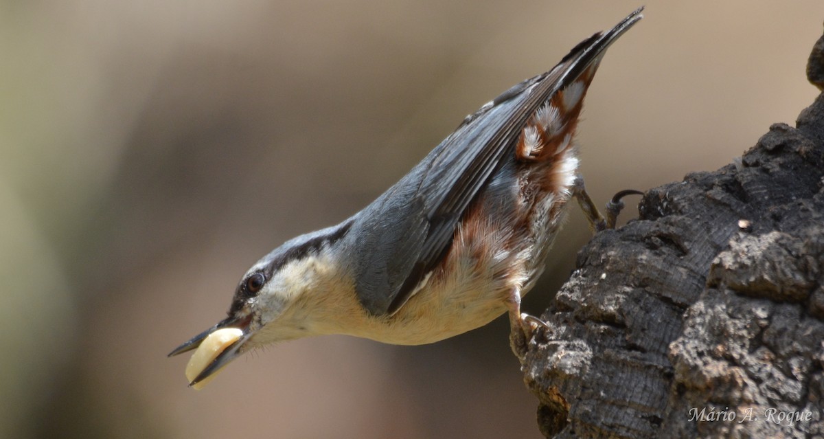 Garrapo eurasiarra - ML657617055