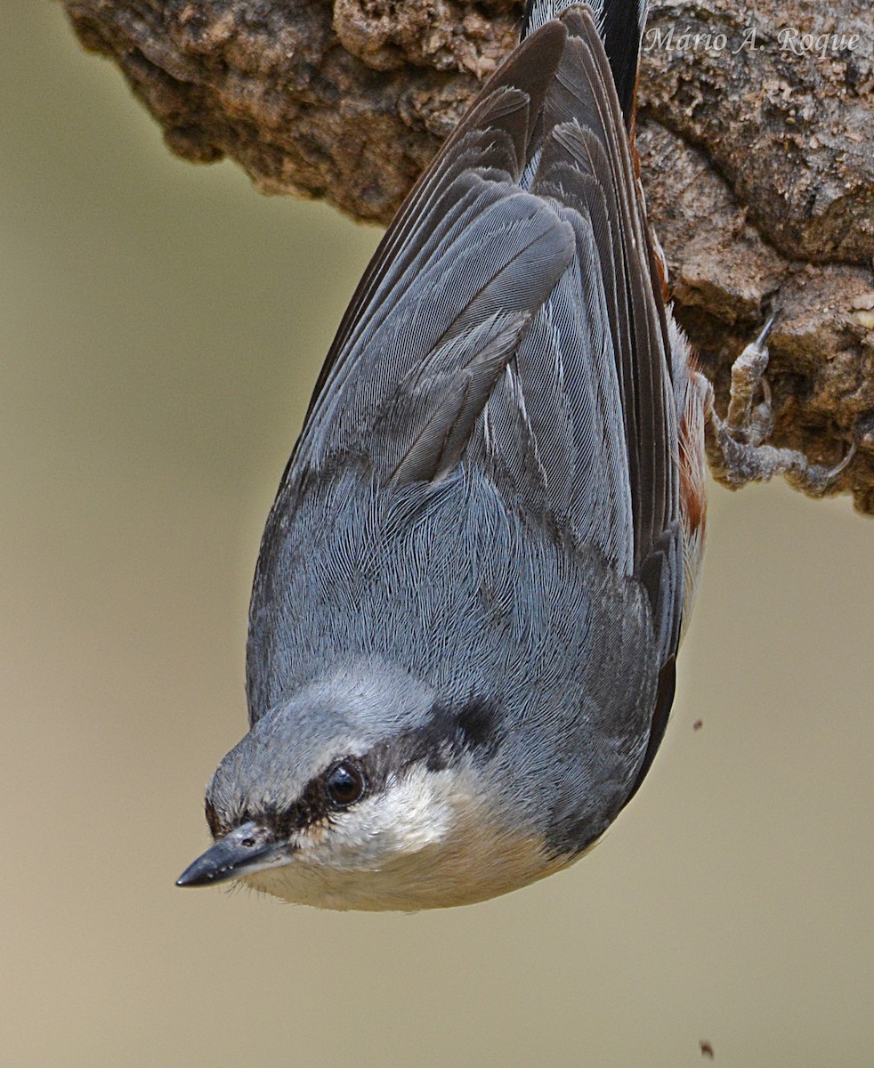 Garrapo eurasiarra - ML657617056