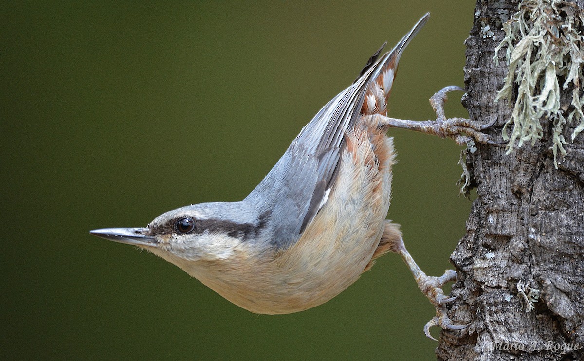 Garrapo eurasiarra - ML657617058