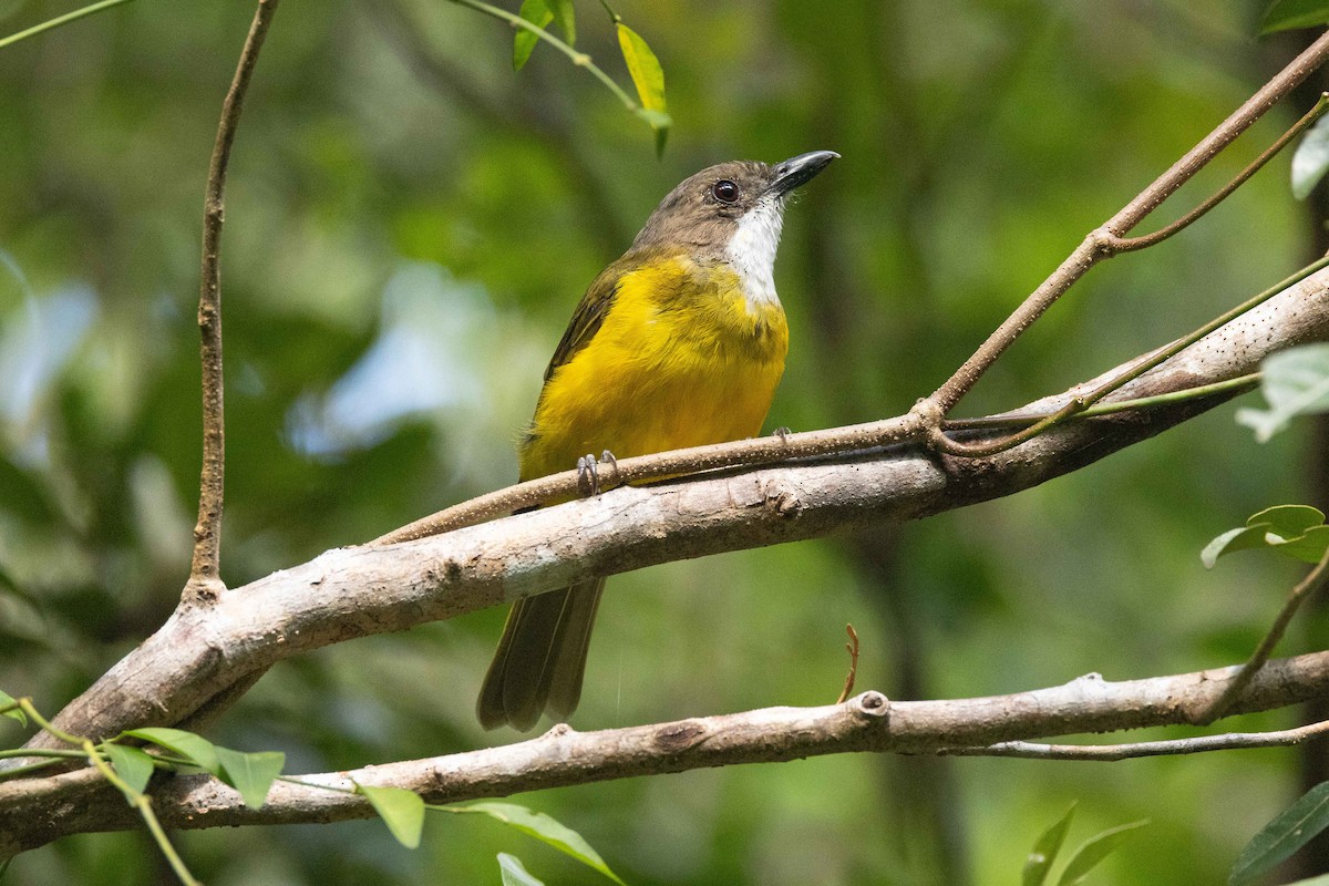 Vanuatu Whistler - ML657618096