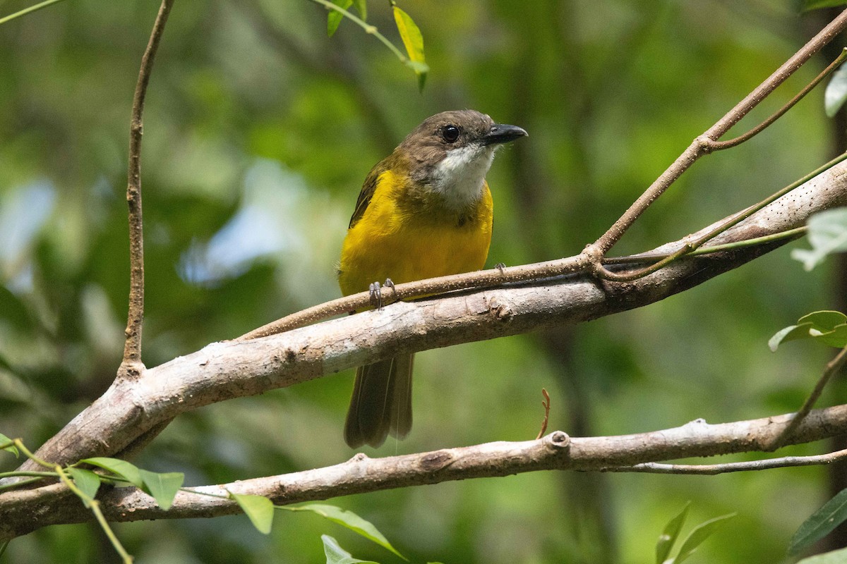 Vanuatu Whistler - ML657618098