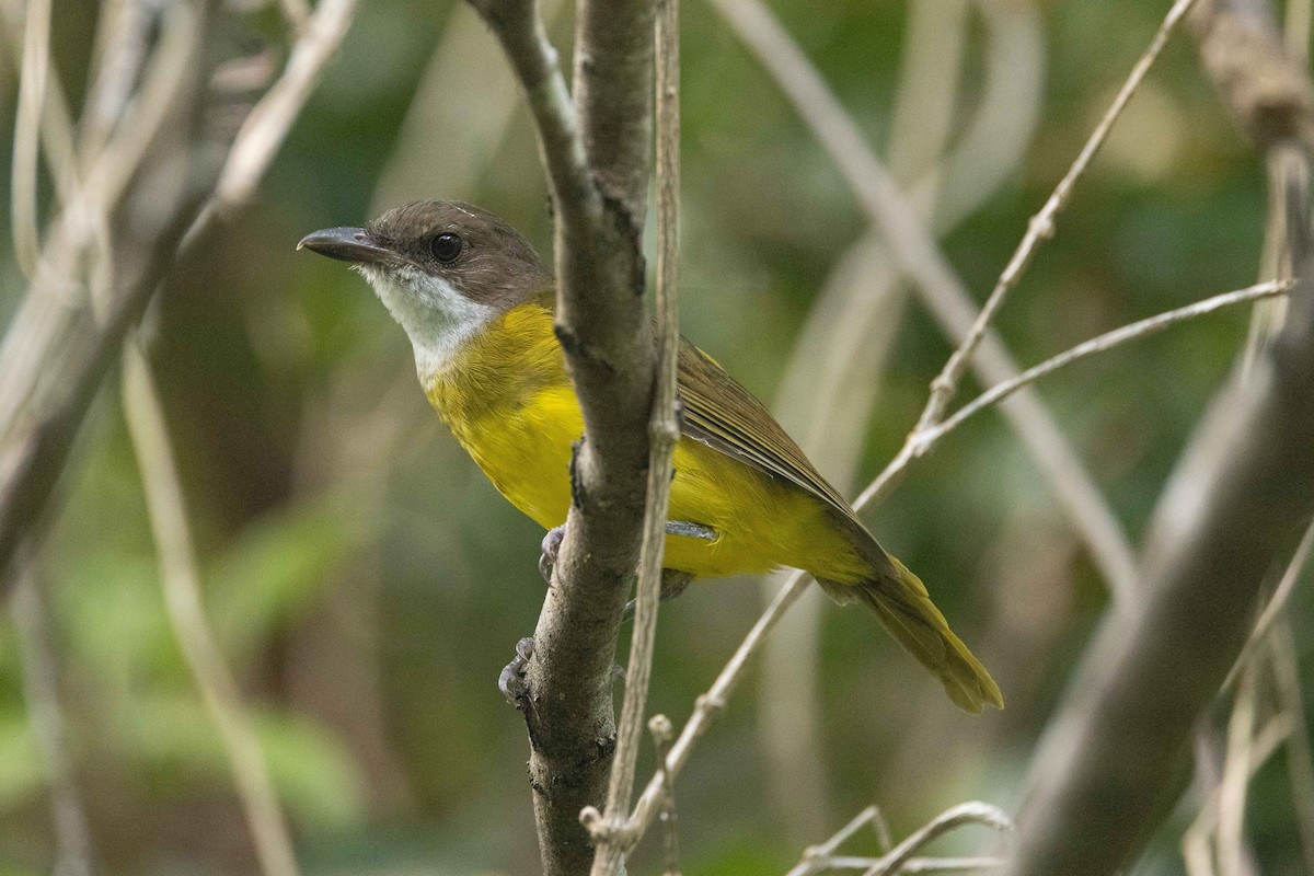 Vanuatu Whistler - ML657618100