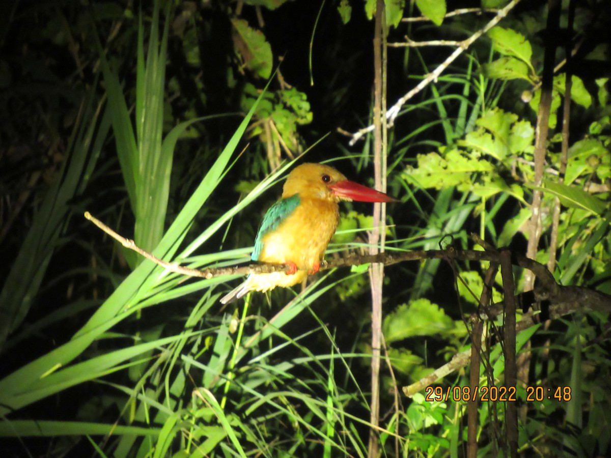 Stork-billed Kingfisher - ML657618399