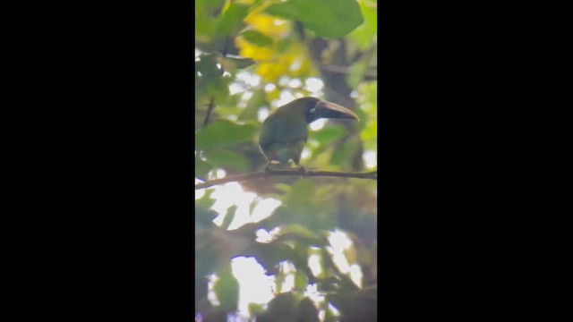 Northern Emerald-Toucanet - ML657618426