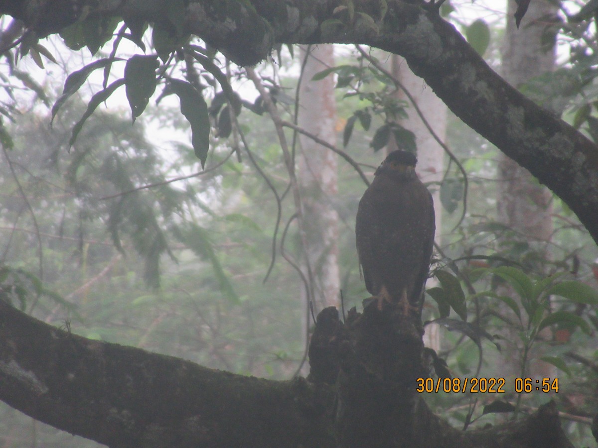 Crested Serpent-Eagle - ML657618532