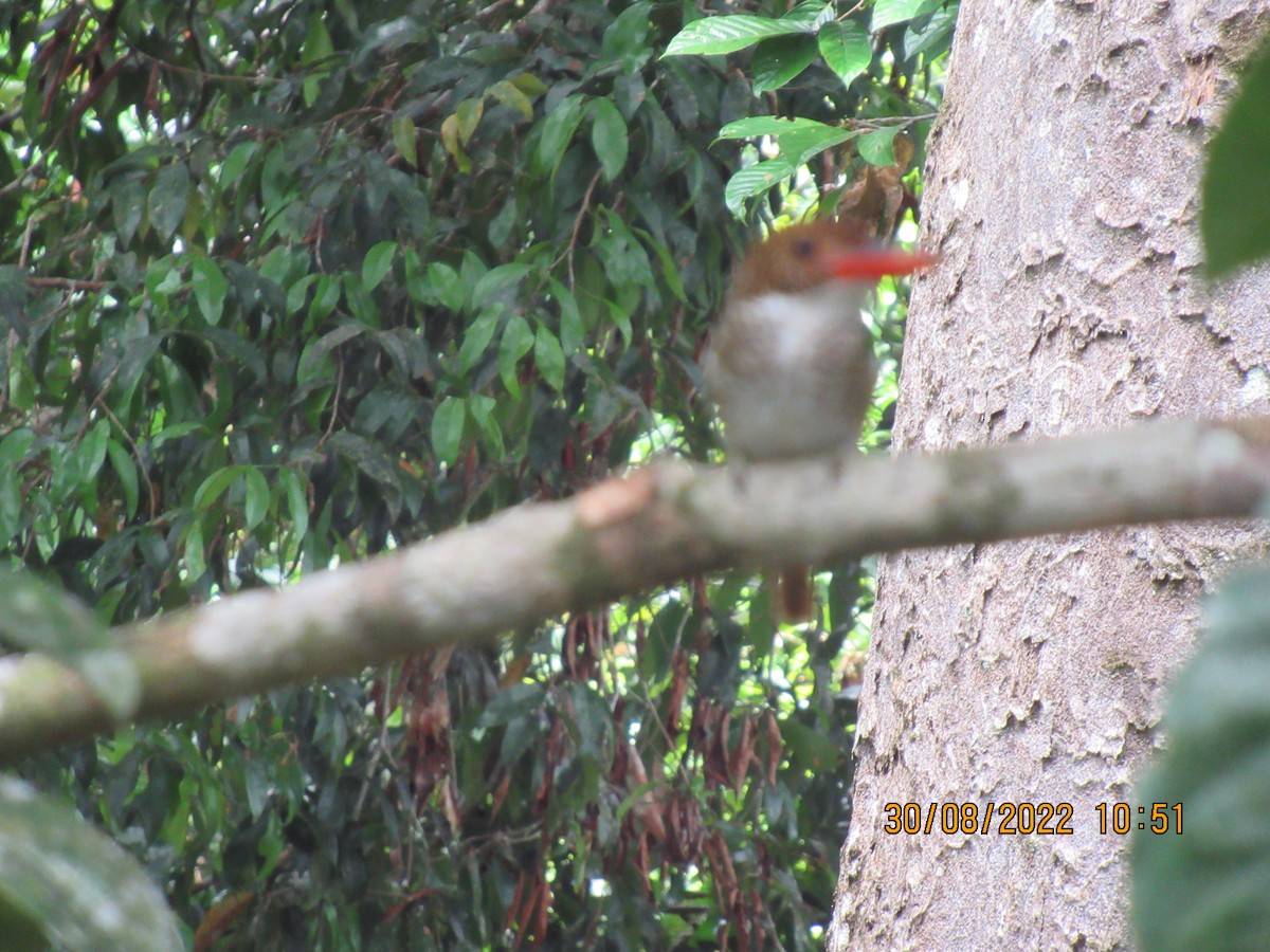 Banded Kingfisher - ML657618722