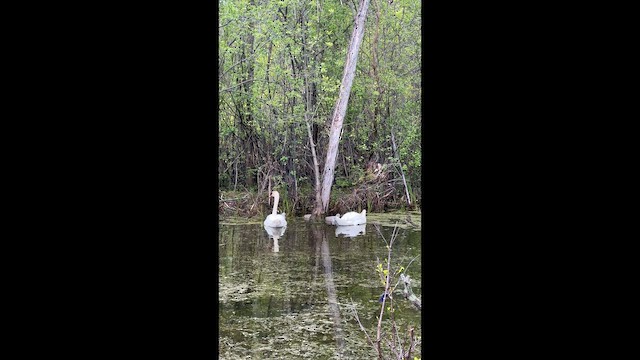 Cisne Vulgar - ML657619171