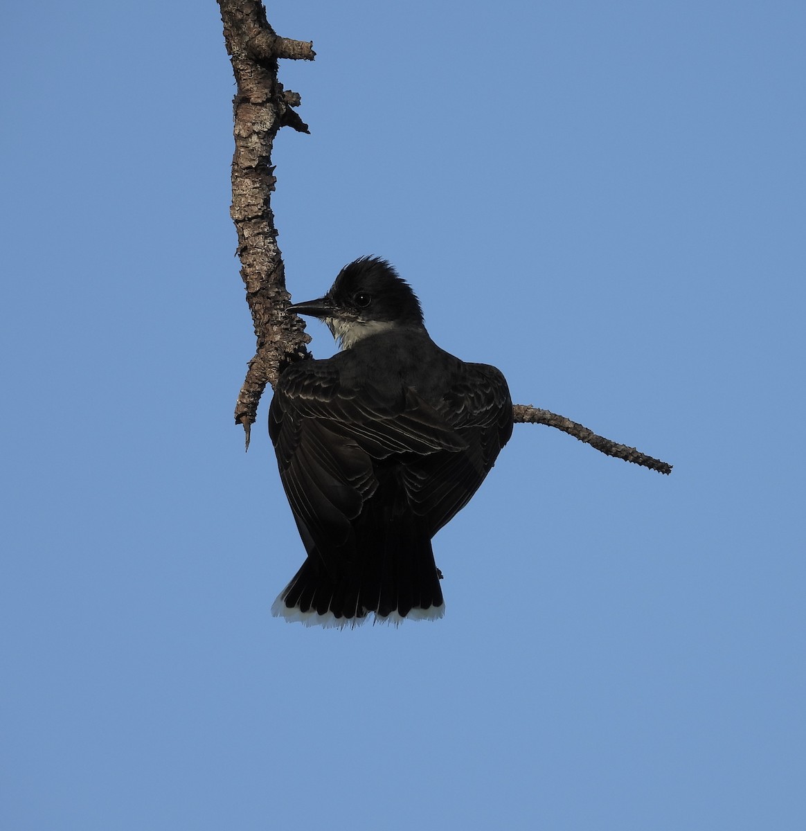 Eastern Kingbird - ML657619406