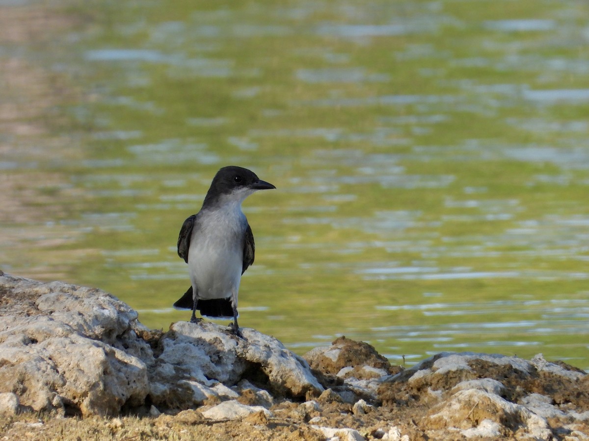 Eastern Kingbird - ML657619407