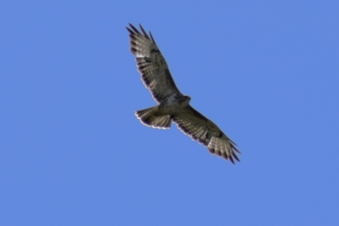 Common Buzzard - ML657619591