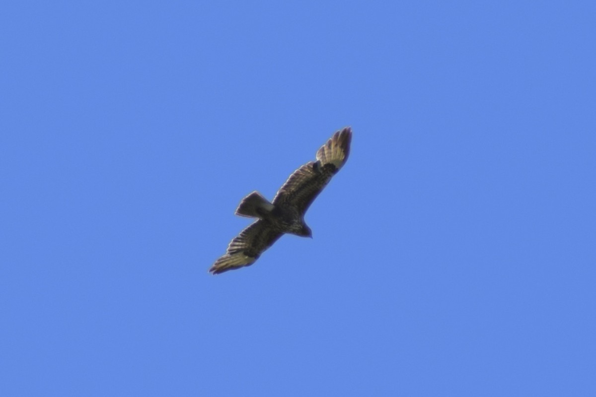 Common Buzzard - ML657619592