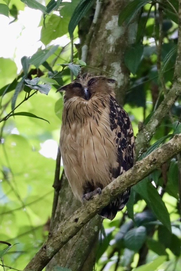 Buffy Fish-Owl - ML657619726