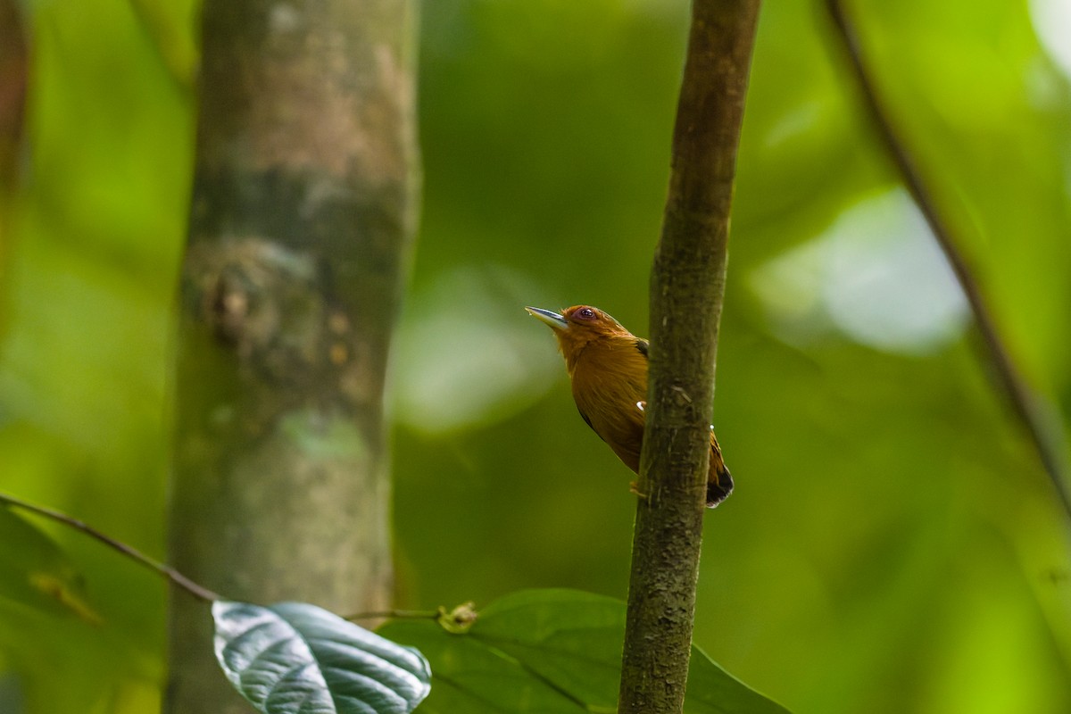 Rufous Piculet - ML657619802