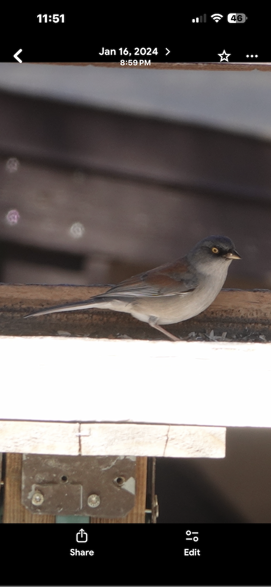 Junco aux yeux jaunes - ML657619811