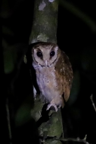 Oriental Bay-Owl - ML657619830
