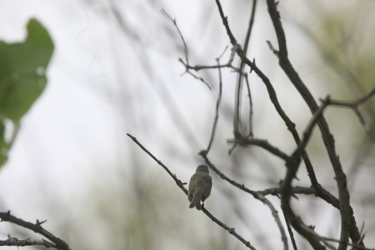 Eastern Warbling Vireo - ML657620243