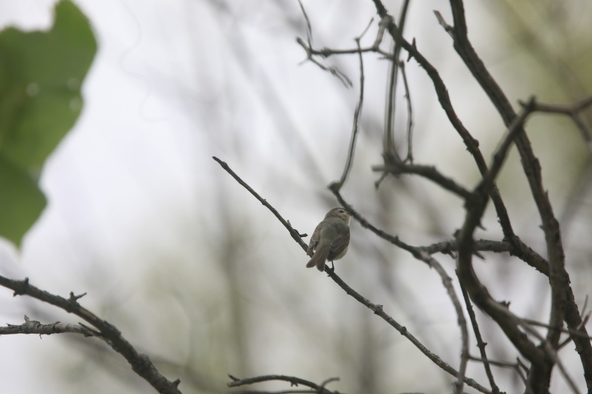 Eastern Warbling Vireo - ML657620244