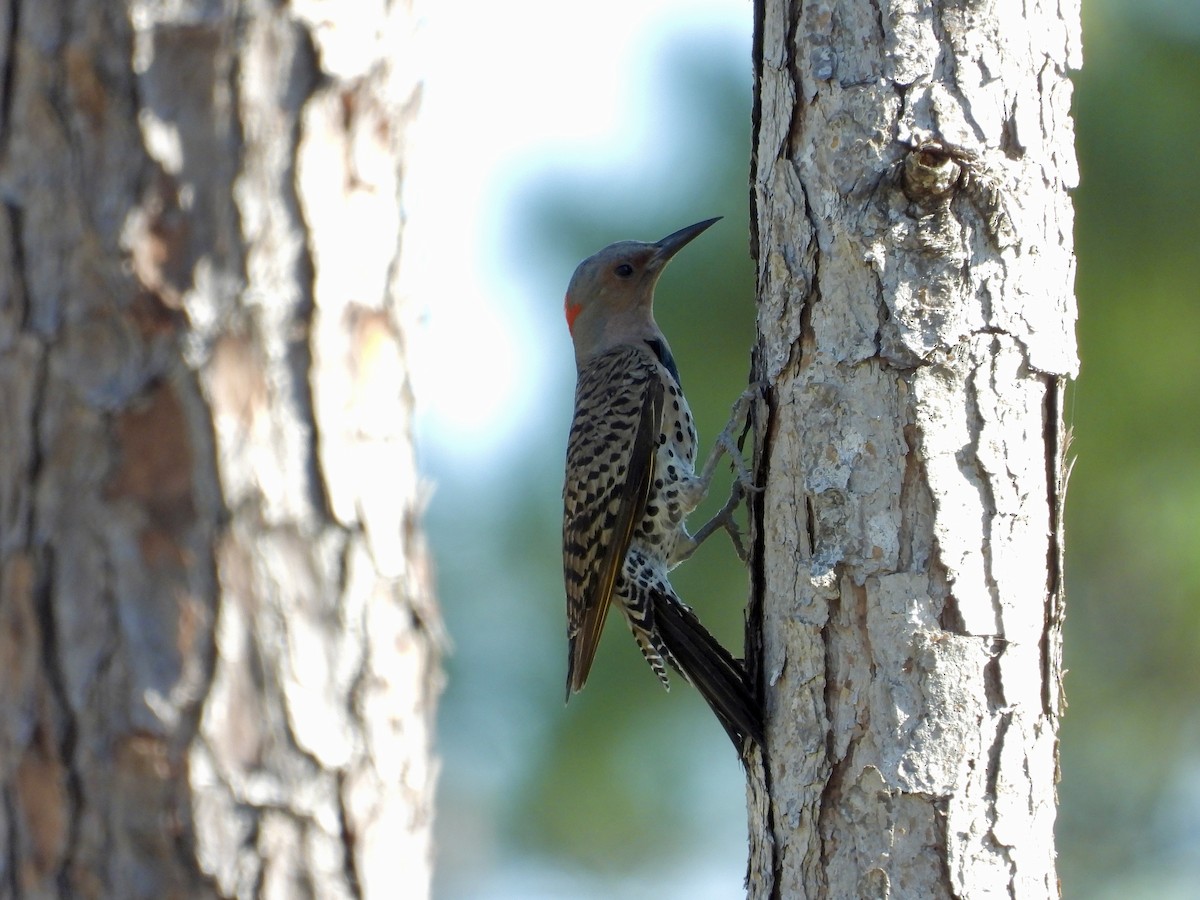 Northern Flicker - ML657620530