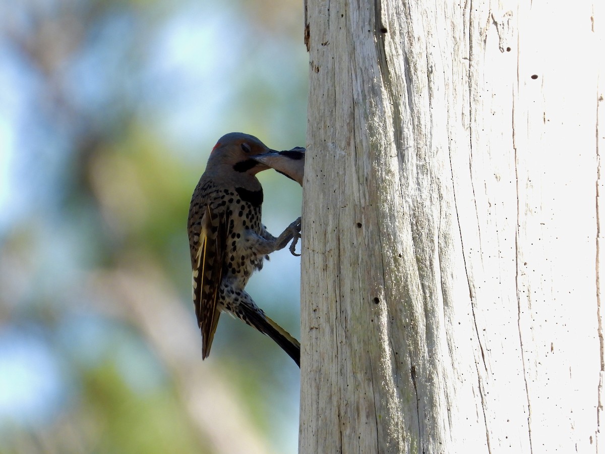 Northern Flicker - ML657620531