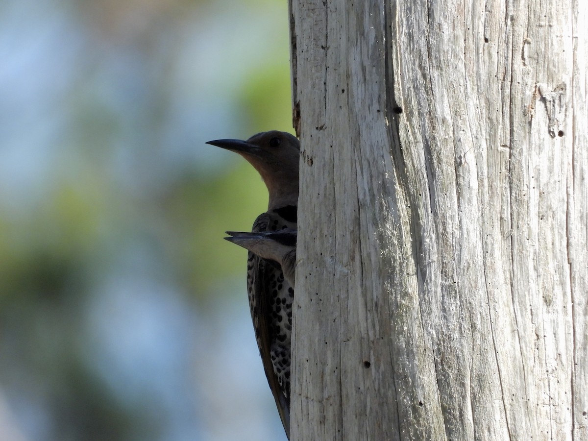 Northern Flicker - ML657620533