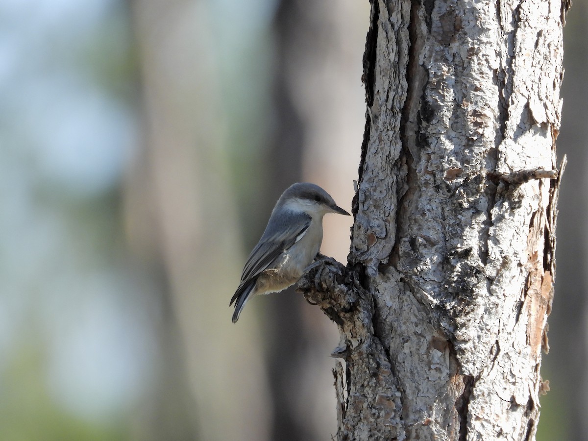 Brown-headed Nuthatch - ML657620539