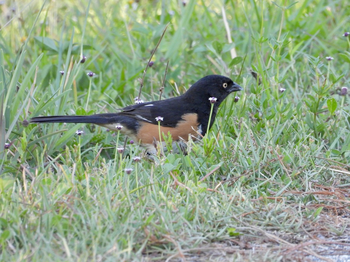 Eastern Towhee - ML657620545