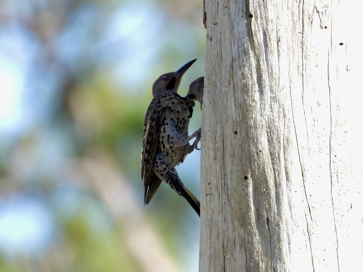 Northern Flicker - ML657620585