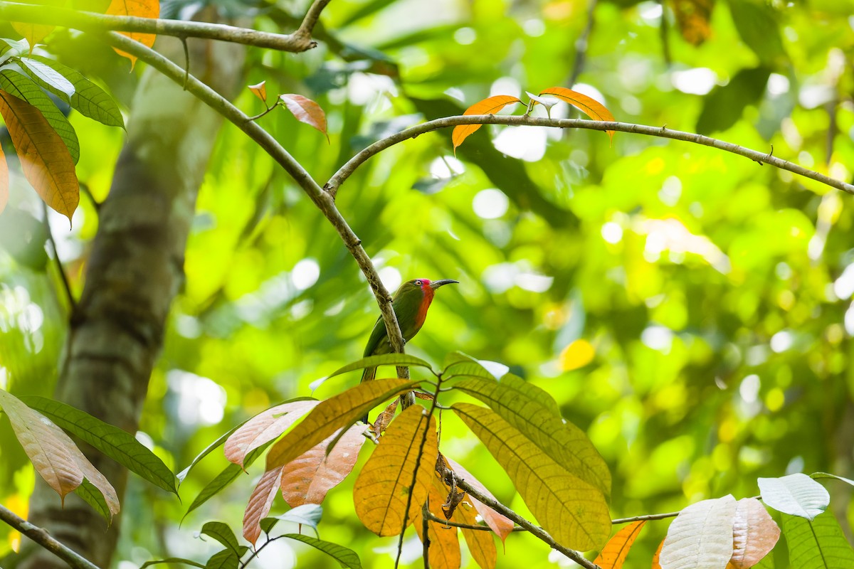 Red-bearded Bee-eater - ML657620878
