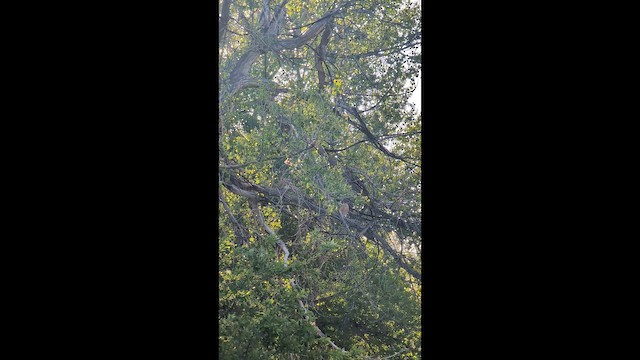 Cooper's Hawk - ML657621324