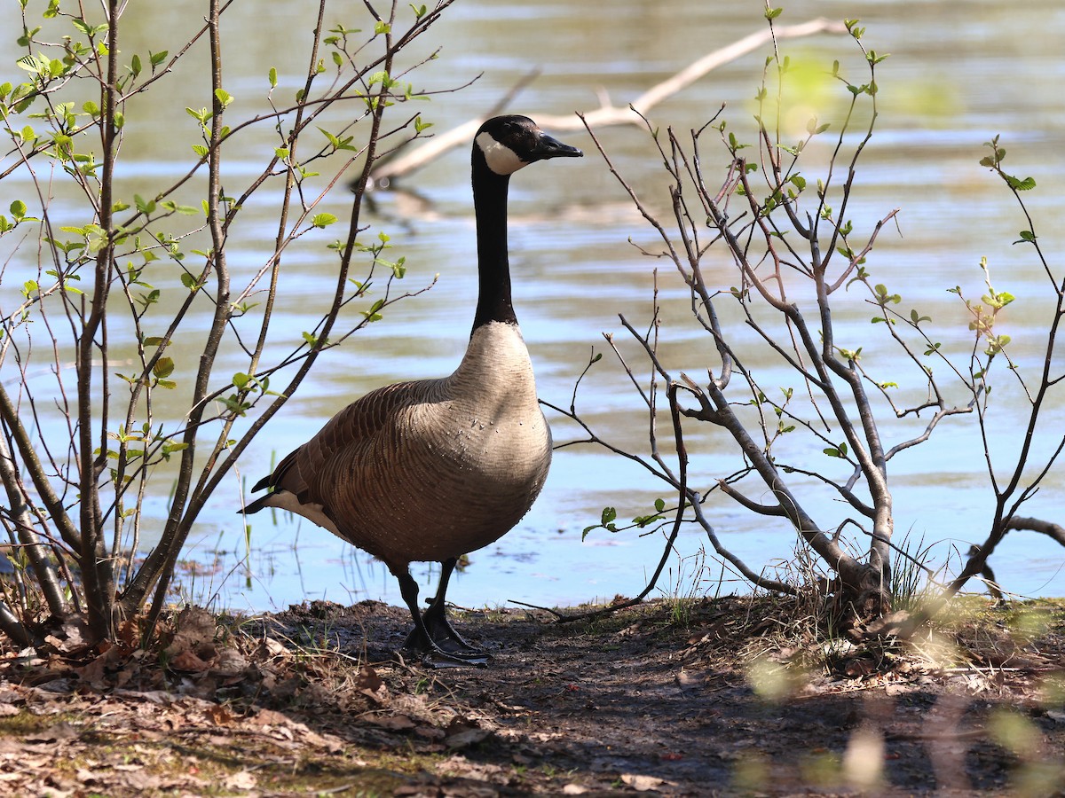 Canada Goose - ML657621468
