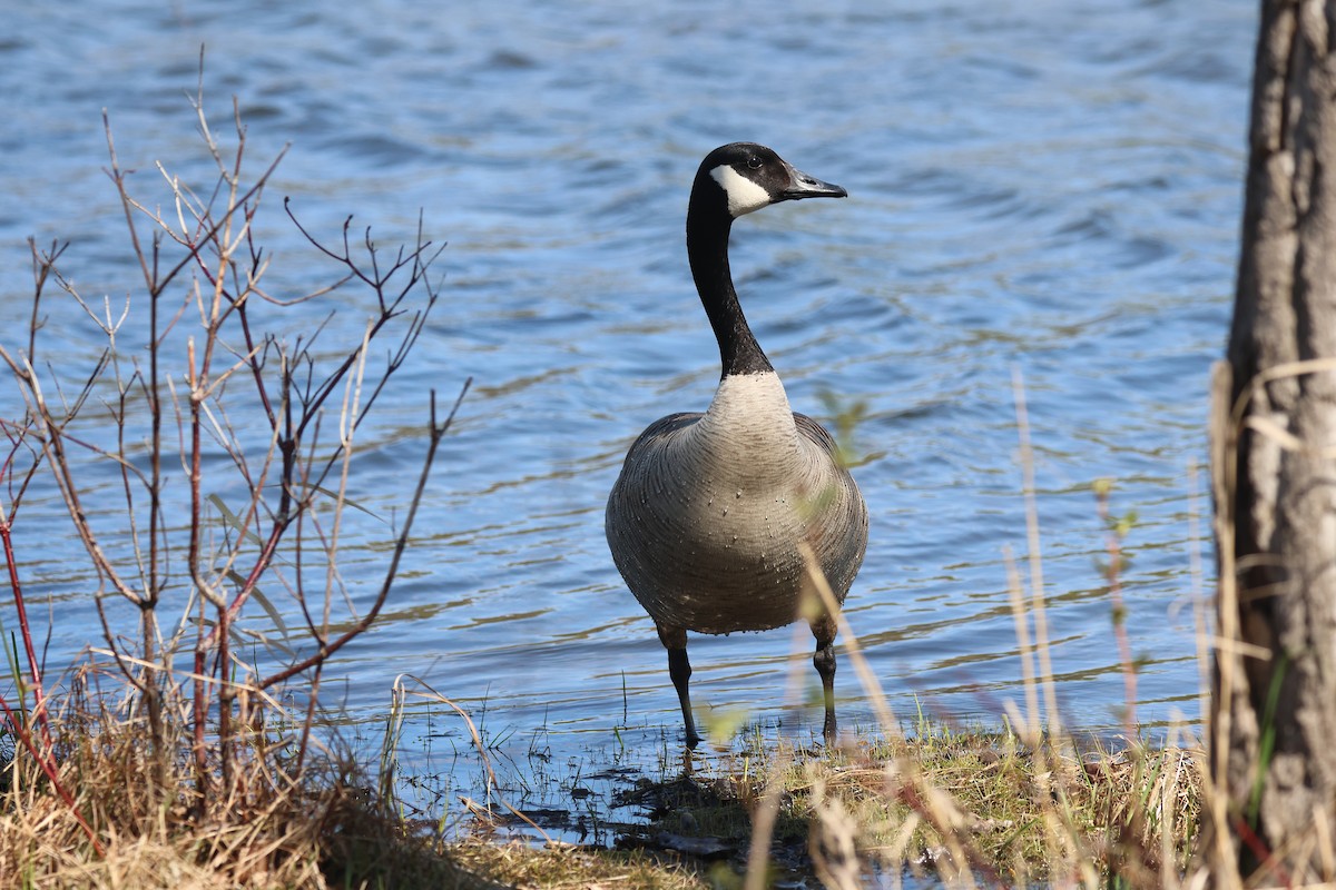 Canada Goose - ML657621489