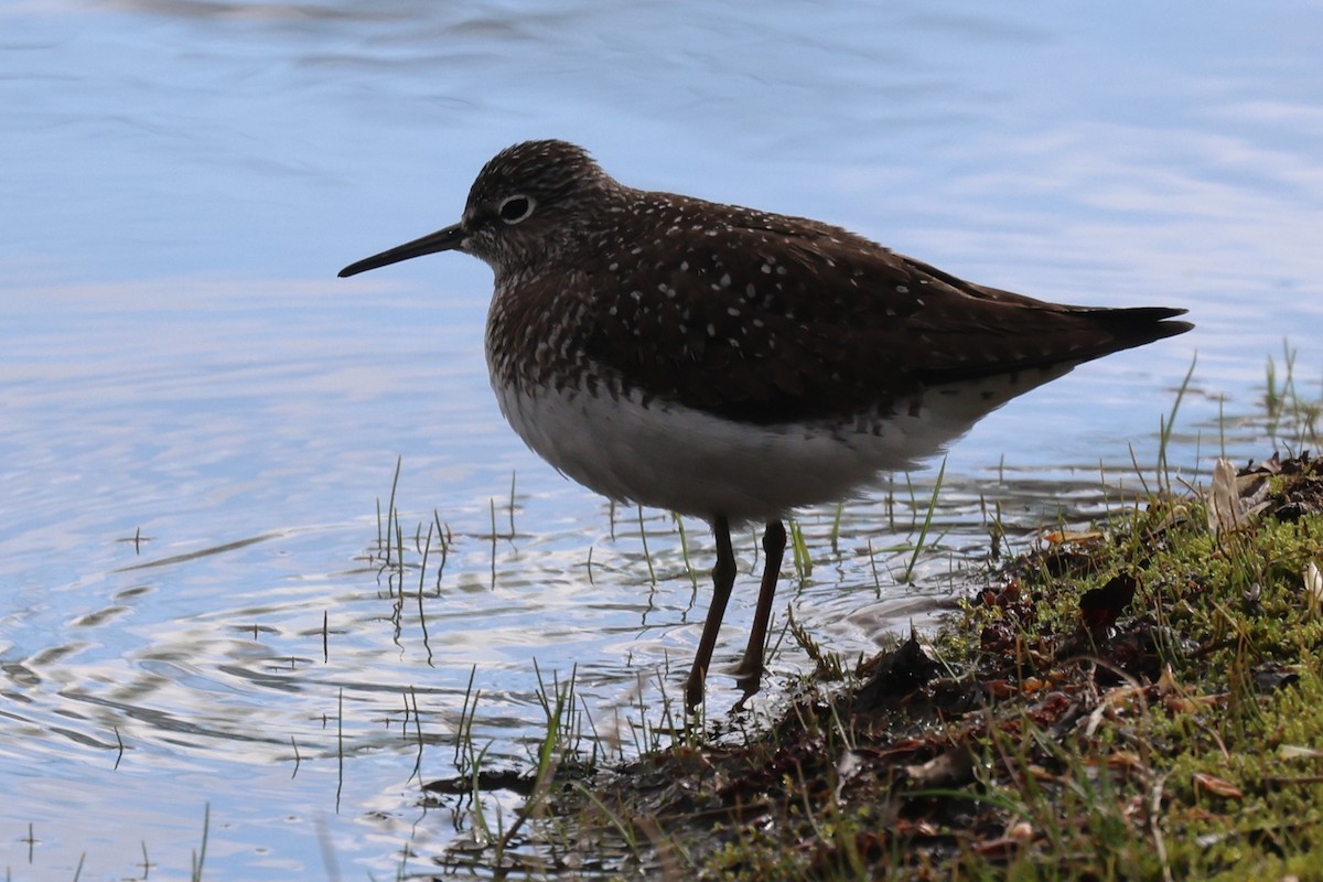 Solitary Sandpiper - ML657621549