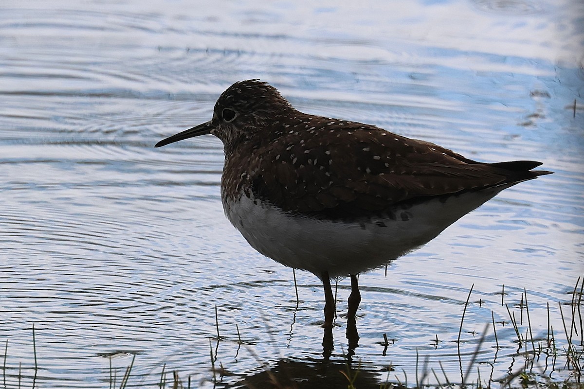 Solitary Sandpiper - ML657621555