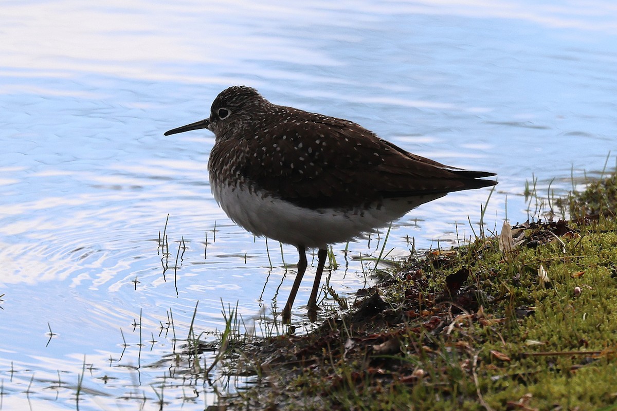 Solitary Sandpiper - ML657621559