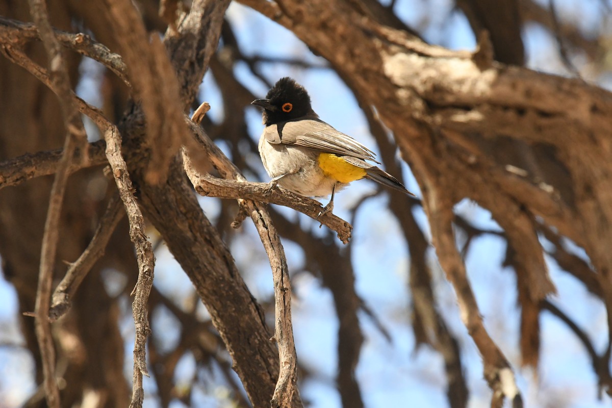 Black-fronted Bulbul - ML657621571