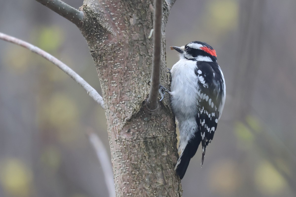 Downy Woodpecker - ML657621609