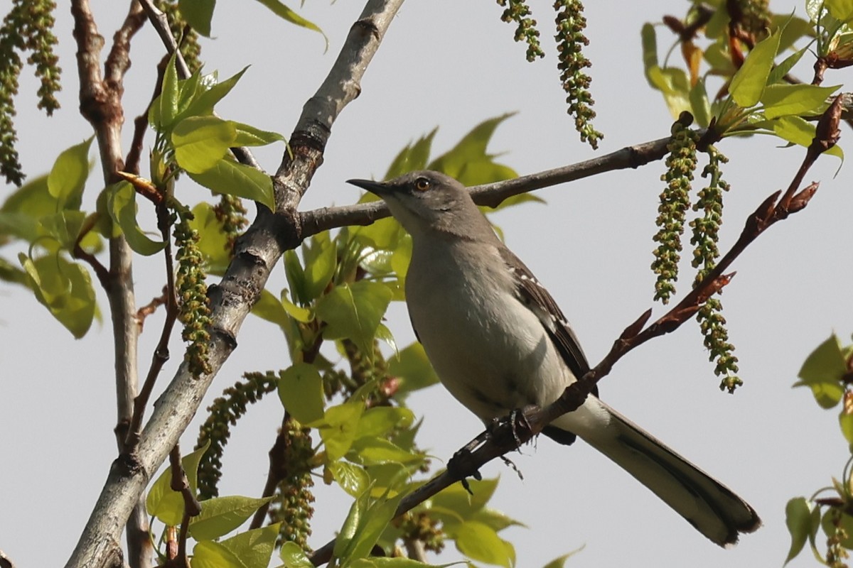 Northern Mockingbird - ML657621631