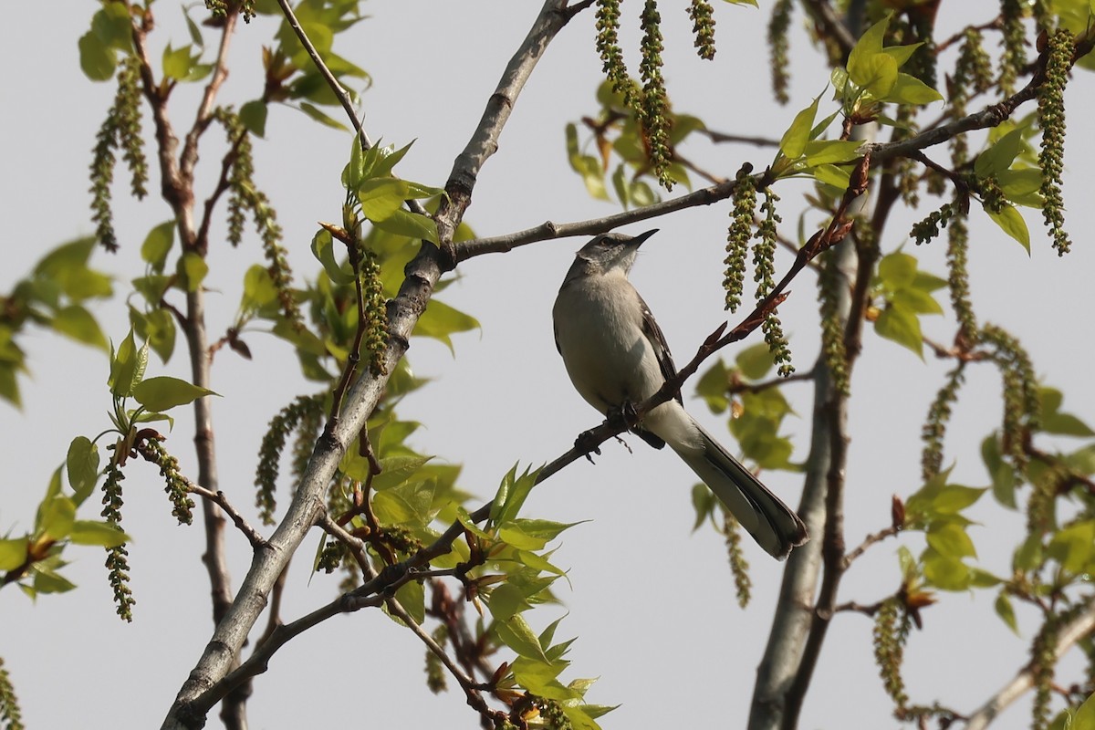 Northern Mockingbird - ML657621636