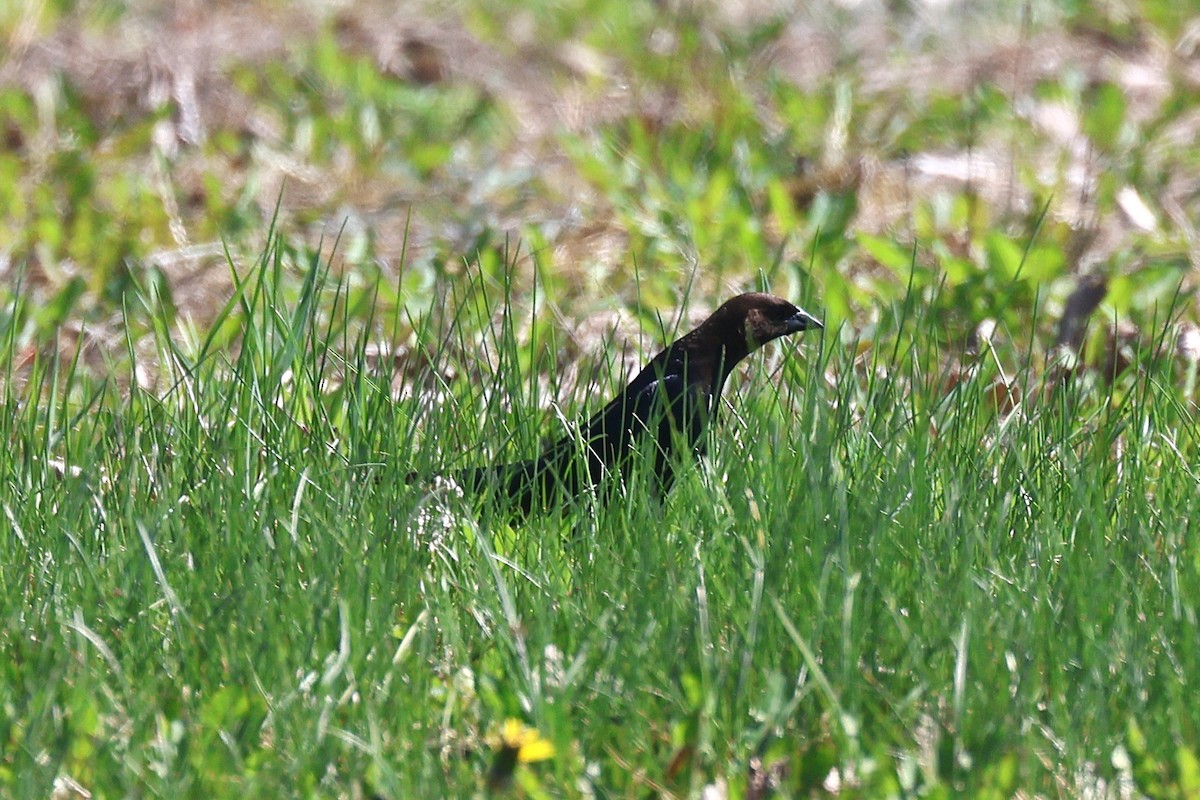 Brown-headed Cowbird - ML657621701